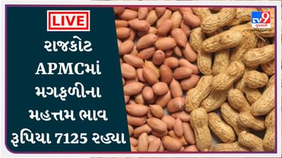 રાજકોટ APMCમાં મગફળીના મહત્તમ ભાવ રૂપિયા 7125 રહ્યા, જાણો જુદા-જુદા પાકના ભાવ રાજકોટ APMCમાં મગફળીના મહત્તમ ભાવ રૂપિયા 7125 રહ્યા, જાણો જુદા-જુદા પાકના ભાવ