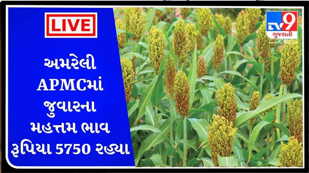 અમરેલી APMCમાં જુવારના મહત્તમ ભાવ રૂપિયા 5750 રહ્યા, જાણો જુદા-જુદા પાકના ભાવ