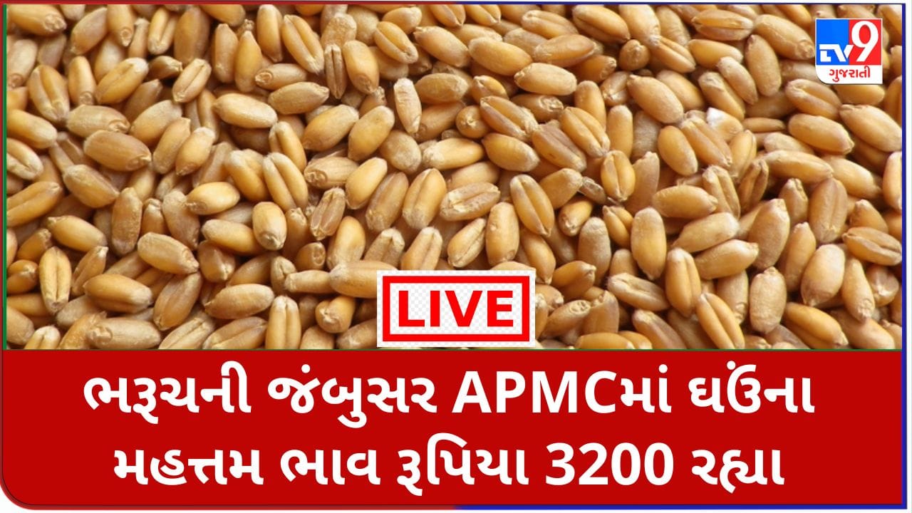 Mandi : ભરૂચની જંબુસર APMCમાં ઘઉંના મહત્તમ ભાવ રૂપિયા 3200 રહ્યા, જાણો જુદા-જુદા પાકના ભાવ