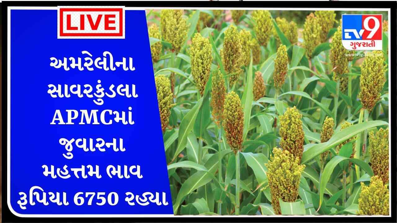 અમરેલીના સાવરકુંડલા APMCમાં જુવારના મહત્તમ ભાવ રૂપિયા 6750 રહ્યા, જાણો જુદા-જુદા પાકના ભાવ