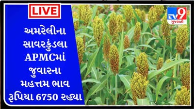 અમરેલીના સાવરકુંડલા APMCમાં જુવારના મહત્તમ ભાવ રૂપિયા 6750 રહ્યા, જાણો જુદા-જુદા પાકના ભાવ