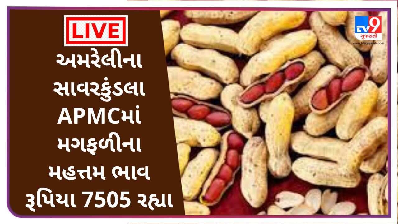 અમરેલીના સાવરકુંડલા APMCમાં મગફળીના મહત્તમ ભાવ રૂપિયા 7505 રહ્યા, જાણો જુદા-જુદા પાકના ભાવ