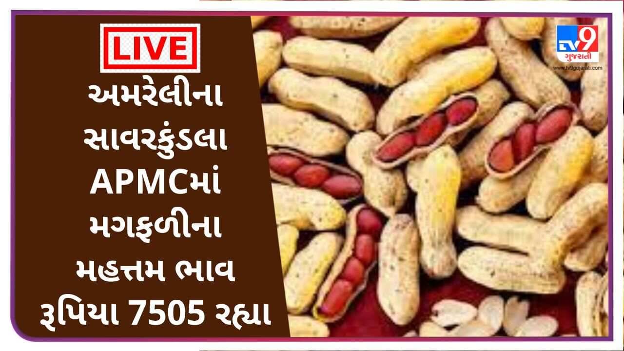 અમરેલીના સાવરકુંડલા APMCમાં મગફળીના મહત્તમ ભાવ રૂપિયા 7505 રહ્યા, જાણો જુદા-જુદા પાકના ભાવ