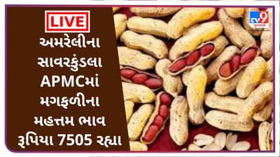 અમરેલીના સાવરકુંડલા APMCમાં મગફળીના મહત્તમ ભાવ રૂપિયા 7505 રહ્યા, જાણો જુદા-જુદા પાકના ભાવ અમરેલીના સાવરકુંડલા APMCમાં મગફળીના મહત્તમ ભાવ રૂપિયા 7505 રહ્યા, જાણો જુદા-જુદા પાકના ભાવ