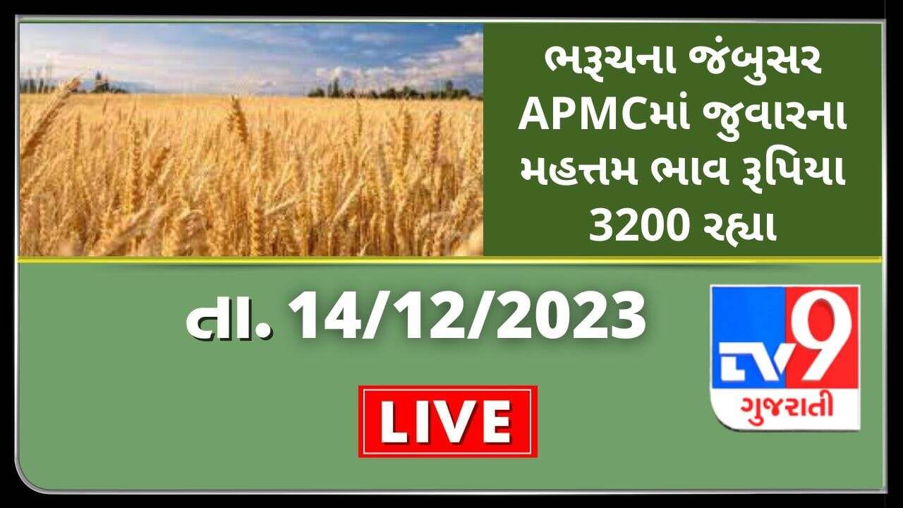 ભરૂચના જંબુસર APMCમાં જુવારના મહત્તમ ભાવ રૂપિયા 3200 રહ્યા, જાણો જુદા-જુદા પાકના ભાવ