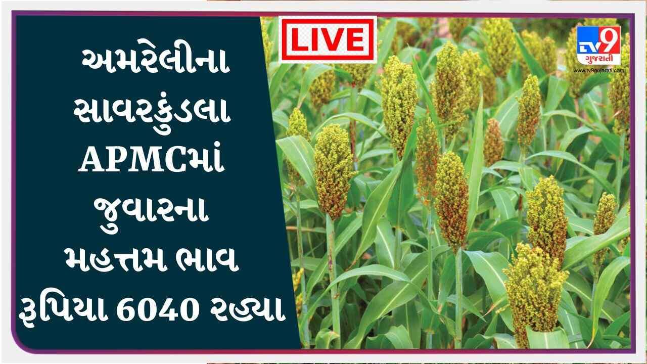 અમરેલીના સાવરકુંડલા APMCમાં જુવારના મહત્તમ ભાવ રૂપિયા 6040 રહ્યા, જાણો જુદા-જુદા પાકના ભાવ