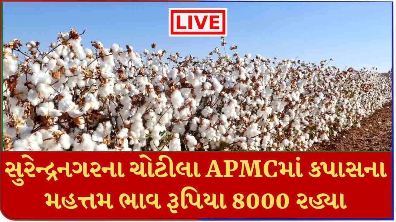 સુરેન્દ્રનગરના ચોટીલા APMCમાં કપાસના મહત્તમ ભાવ રૂપિયા 8000 રહ્યા, જાણો જુદા-જુદા પાકના ભાવ