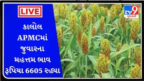 કાલોલ APMCમાં જુવારના મહત્તમ ભાવ રૂપિયા 6605 રહ્યા, જાણો કાલોલ APMCમાં જુવારના મહત્તમ ભાવ રૂપિયા 6605 રહ્યા, જાણો