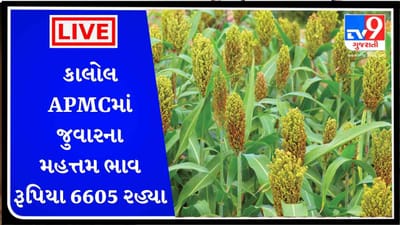 કાલોલ APMCમાં જુવારના મહત્તમ ભાવ રૂપિયા 6605 રહ્યા, જાણો જુદા-જુદા પાકના ભાવ