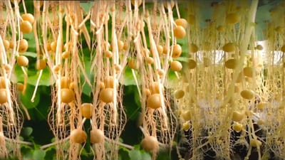 ખેડૂતો હવે નવી ટેક્નોલોજીથી બટાકાની ખેતી કરી શકશે. બટાકાની ખેતી માટી અને જમીન વગર હવામાં કરી શકાય છે.આ ટેક્નિકને એરોપોનિક ટેક્નોલોજી (Aeroponic Potato Farming)કહેવામાં આવે છે. જેના દ્વારા બટાકાની ખેતી જમીનને બદલે હવામાં કરવામાં આવશે અને તેનાથી ઉપજમાં પણ 10 ગણો વધારો થશે.