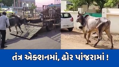 અમદાવાદ: રખડતા ઢોરોથી મળશે છૂટકારો! ઢોર નિયંત્રણની નવી પોલિસી લાગુ, તંત્ર એક્શનમાં