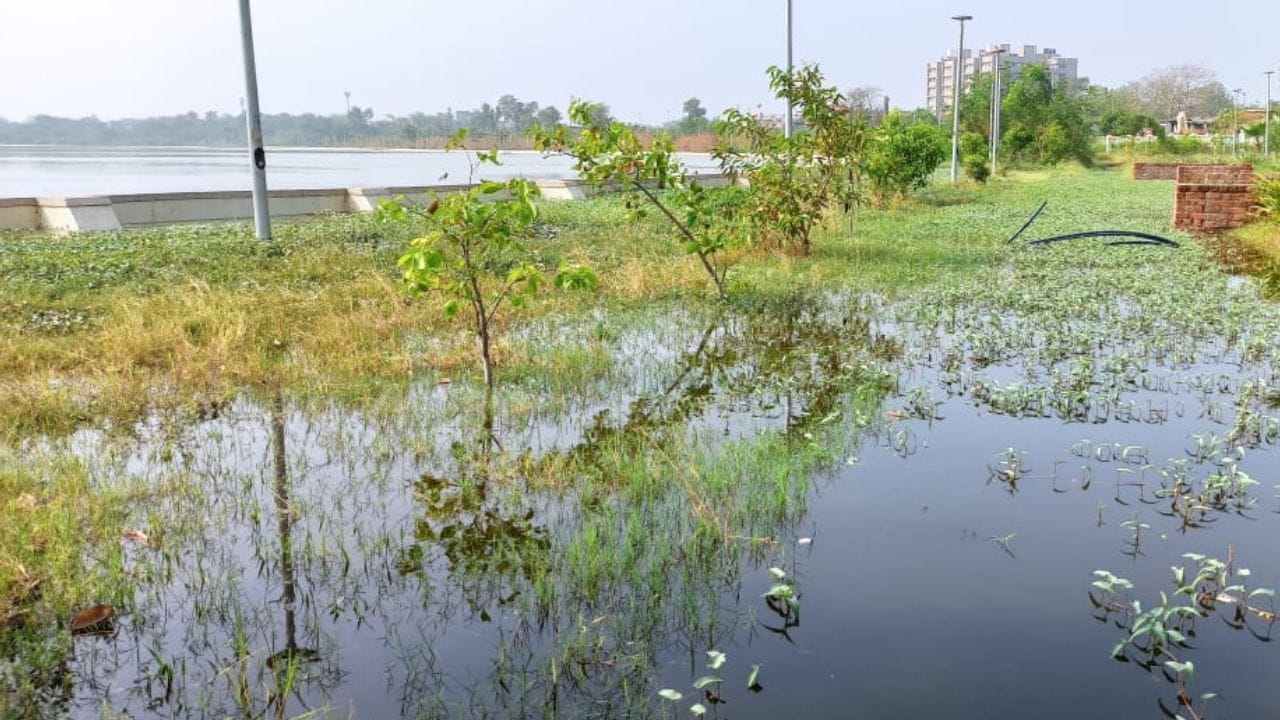 તળાવની ફરતે કેમિકલ અને ગટરના પાણીની પુષ્કળ દુર્ગંધ આવી રહી છે. તળાવના ઉદ્ઘાટન સમયે લગાવવામાં આવેલ તખતી કાઢી લેવાઇ છે.