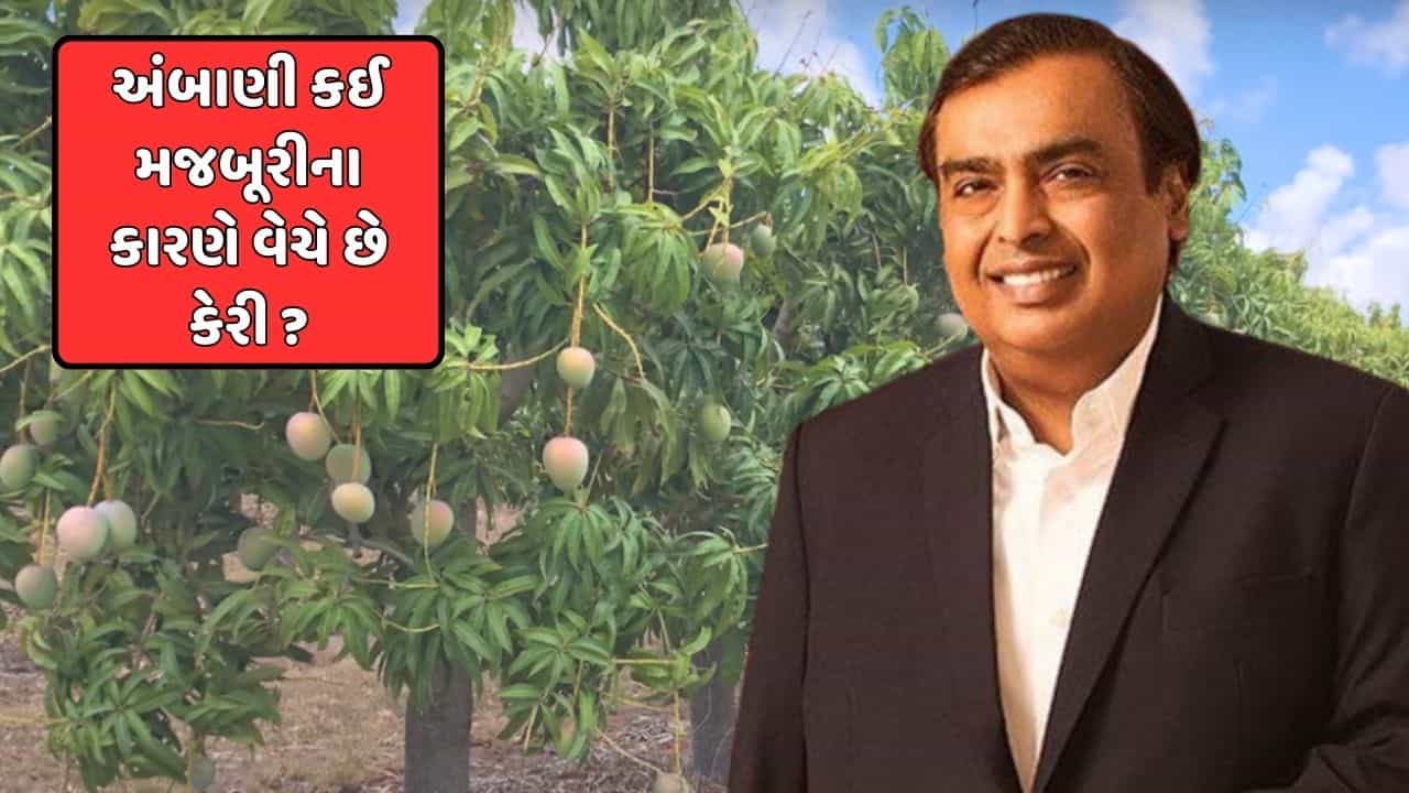 જામનગરમાં 600 એકરમાં ફેલાયેલો છે કેરીનો બાગ, જાણો કઈ મજબૂરીના પગલે રિલાયન્સ ઇન્ડસ્ટ્રીઝે શરુ કર્યો હતો કેરીનો બિઝનેસ