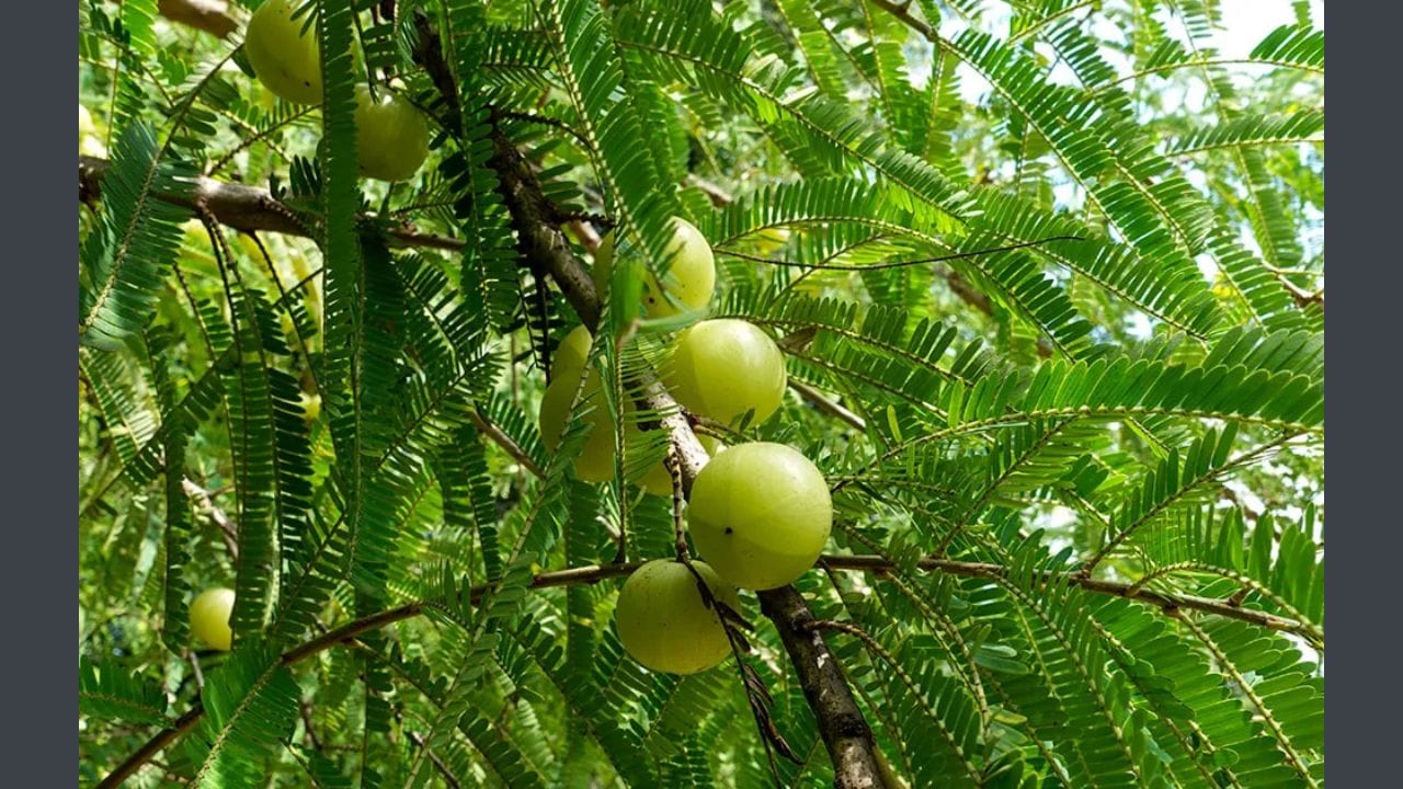 આમળા ખાવાની સાચી રીત કઈ છે હવે એ જાણવું પણ જરૂરી છે કે તમારા આહારમાં આમળાનો સમાવેશ કેવી રીતે કરવો. આમળાને ઘણી રીતે ખાઈ શકાય છે. જેમ કે આમળાનો રસ, કાચ્ચા આમળા, આમળાનો મુરબ્બો વગેર ..