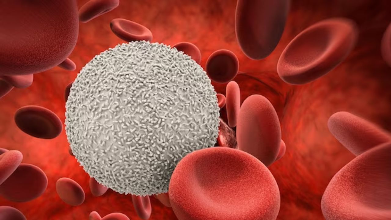 આપણા શરીરમાં બે પ્રકારના કોષો હોય છે. આમાંથી એક છે શ્વેત રક્તકણો (WBC) અને બીજા છે લાલ રક્તકણો (RBC)