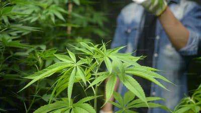 ભરૂચ : એસઓજીએ ગાંજાનું ખેતર ઝડપી પાડી એક વ્યક્તિની ધરપકડ કરી