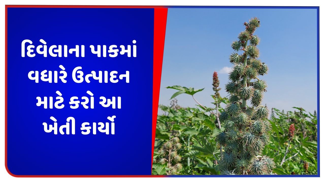 દિવેલા અને રાઈના પાકમાં વધારે ઉત્પાદન મેળવવા ખેડૂતોએ રોગ-જીવાતના નિયંત્રણની સાથે કરવા જોઈએ આ ખેતી કાર્યો