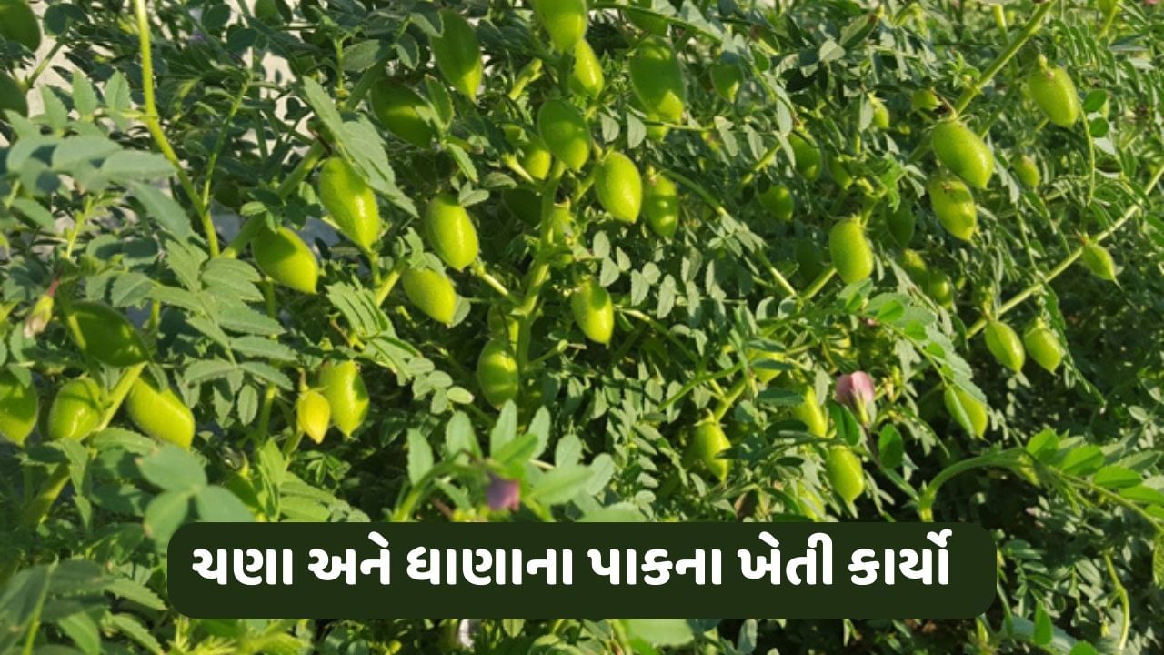 ખેડૂતો ચણા અને ધાણાના પાકમાં રોગ-જીવાતના નિયંત્રણની સાથે આ ખેતી કાર્યો કરશે તો મળશે વધારે પાક ઉત્પાદન