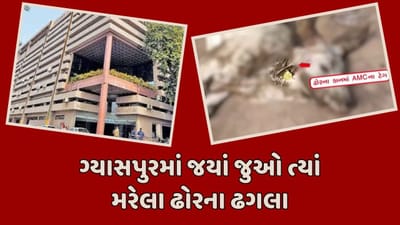 અમદાવાદ : ગ્યાસપુરમાં કંપારી છુટી જાય તેવા દ્રશ્યો, મરેલા ઢોરના ઢગલે ઢગલા જોવા મળ્યા, જુઓ વીડિયો
