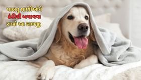 પાલતુ પ્રાણીઓની કાળજી કેવી રીતે લેવી તેની મુંઝવણ છે ? પાલતુ પ્રાણીઓની કાળજી કેવી રીતે લેવી તેની મુંઝવણ છે ?