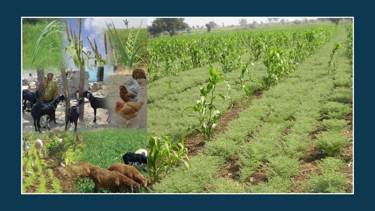 Integrated Farming Farmers can earn good profits by adopting Integrated technique of farming