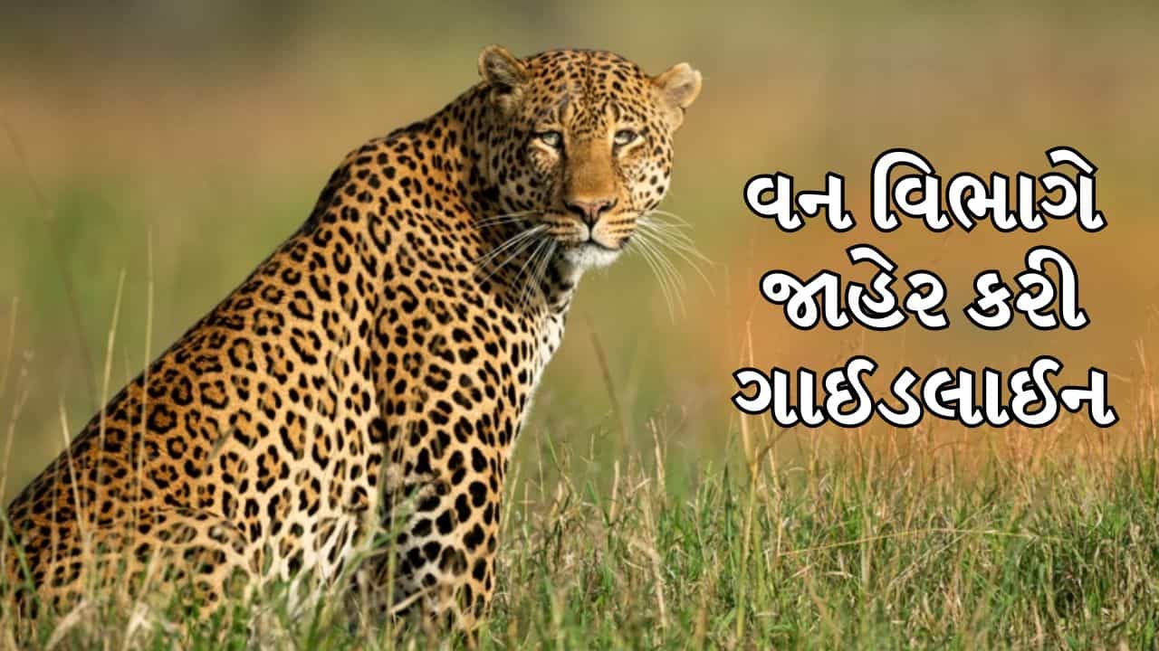 રાજકોટના સીમાડામાં દીપડાના ધામા, વન વિભાગે બહાર પાડી ગાઈડલાઈન, જુઓ વીડિયો