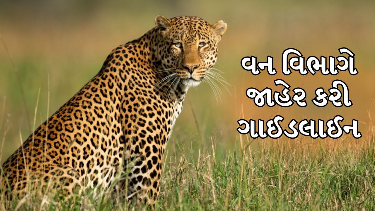 રાજકોટના સીમાડામાં દીપડાના ધામા, વન વિભાગે બહાર પાડી ગાઈડલાઈન, જુઓ વીડિયો