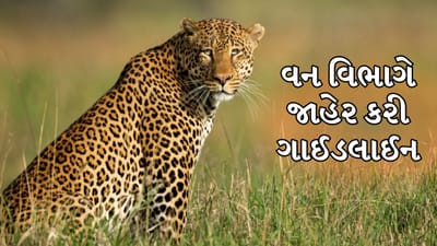 રાજકોટના સીમાડામાં દીપડાના ધામા, વન વિભાગે બહાર પાડી ગાઈડલાઈન, જુઓ વીડિયો