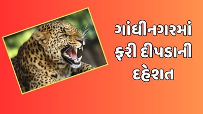 બ્રેકિંગ ન્યૂઝ: ગાંધીનગર જિલ્લામાં ફરી દેખાયો દીપડો, ચારથી પાંચ લોકો પર કર્યો હુમલો, જુઓ વીડિયો