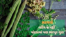 સરગવાની શીંગો જ નહીં, પાંદડા પણ વરદાનરુપ, જાણો શું છે ફાયદા સરગવાની શીંગો જ નહીં, પાંદડા પણ વરદાનરુપ, જાણો શું છે ફાયદા