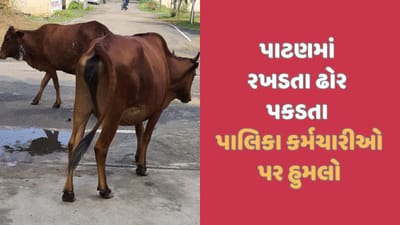 પાટણ પાલિકાના કર્મચારીઓ પર હુમલો કરી 4 શખ્શો રખડતા પકડેલા ઢોર છોડાવી ગયા, પોલીસ કાર્યવાહી કરાઈ