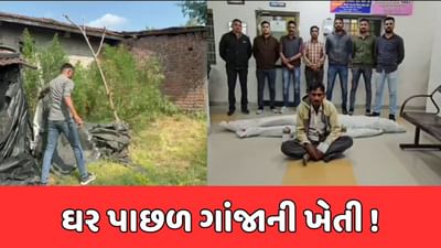 પંચમહાલ : કાલોલના રાયણીયા ગામેથી ઝડપાયો ગાંજો, SOGએ ઝડપ્યા ગાંજાના લીલા છોડ