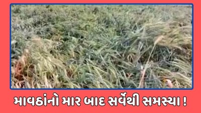 રાજકોટ વીડિયો : માવઠા બાદ હજુ પણ ખેતીવાડી વિભાગનો સર્વે ચાલુ, રવિ પાકનું વાવેતર અટવાતા ખેડૂતોને હાલાકી