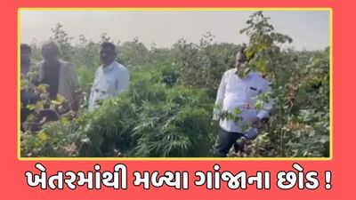 રાજકોટ વીડિયો : જસદણના રાણીંગપરમાં 116 કિલોથી વધુ ગાંજાનું વાવેતર ઝડપાયુ, એકની ધરપકડ