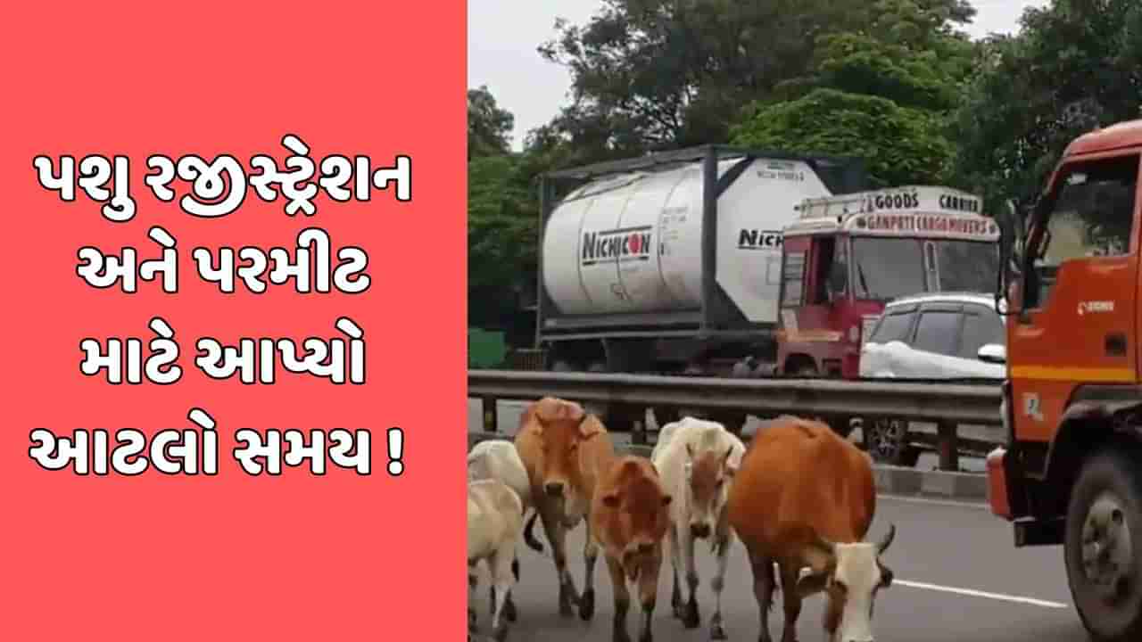 રાજકોટ સમાચાર : શું નવા વર્ષના પહેલા દિવસથી જ રાજકોટના રસ્તાઓ બનશે રખડતાં ઢોર મુક્ત ? RMCએ ઢોર માલિકોને આપ્યુ અલ્ટીમેટમ