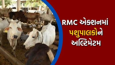 રાજકોટ RMC એક્શનમાં, હવે માલિકીની જગ્યામાં ઢોર રાખવા લાયસન્સ ફરજીયાત, જુઓ વીડિયો રાજકોટ RMC એક્શનમાં, હવે માલિકીની જગ્યામાં ઢોર રાખવા લાયસન્સ ફરજીયાત, જુઓ વીડિયો