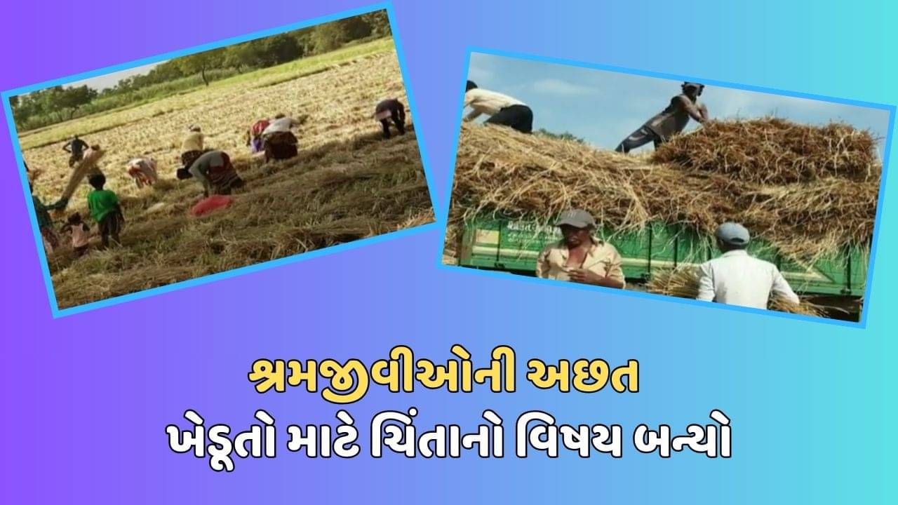 નવસારી વીડિયો : ખેડૂતોને સતાવી રહી છે શ્રમજીવીઓની અછતની ચિંતા, ખેતીવાડી અને ઉદ્યોગો પર જોવા મળી અસર
