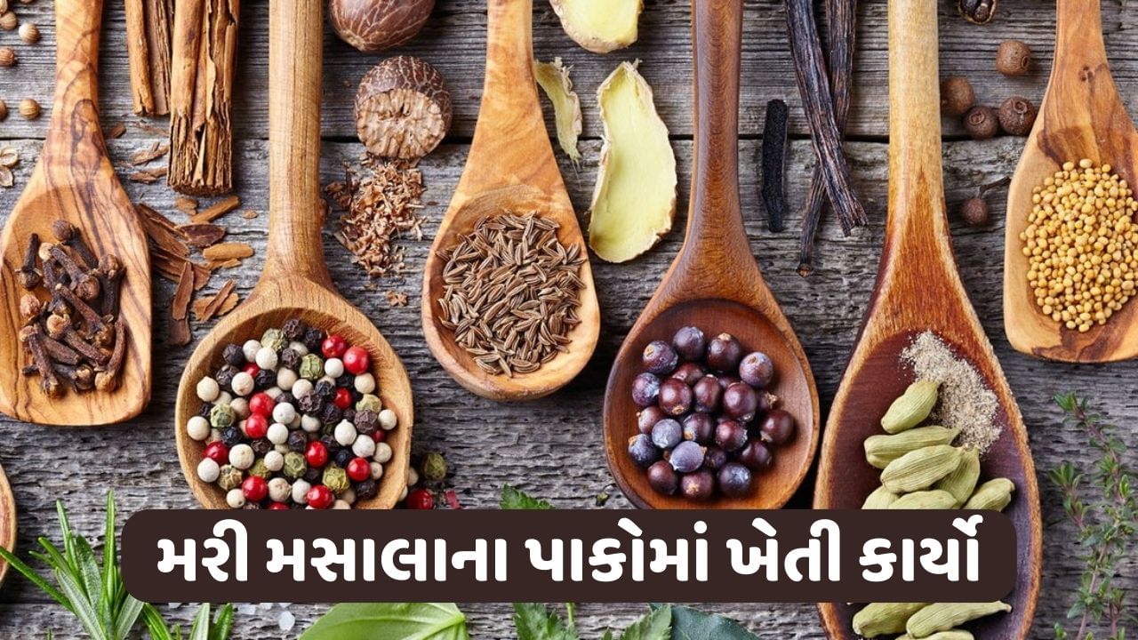 ખેડૂતો મરી મસાલાના પાકમાં રોગ-જીવાતના નિયંત્રણની સાથે આ ખેતી કાર્યો કરશે તો મળશે વધારે પાક ઉત્પાદન