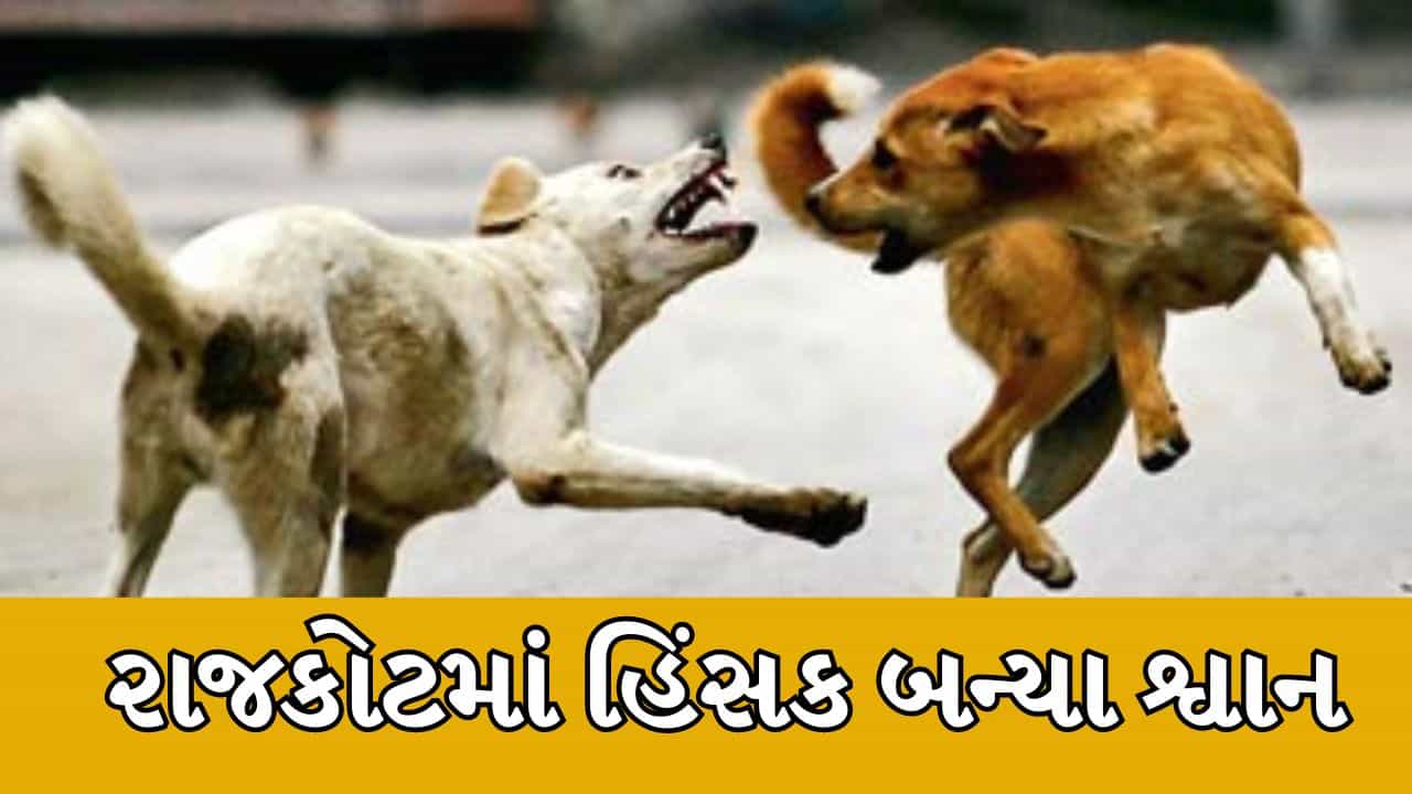 રાજકોટ : જંગલેશ્વર અને નીલકંઠ પાર્ક વિસ્તારના શ્વાનો બન્યા હિંસક, બાળકી પર 7-8 શ્વાને કર્યો હુમલો, જુઓ વીડિયો