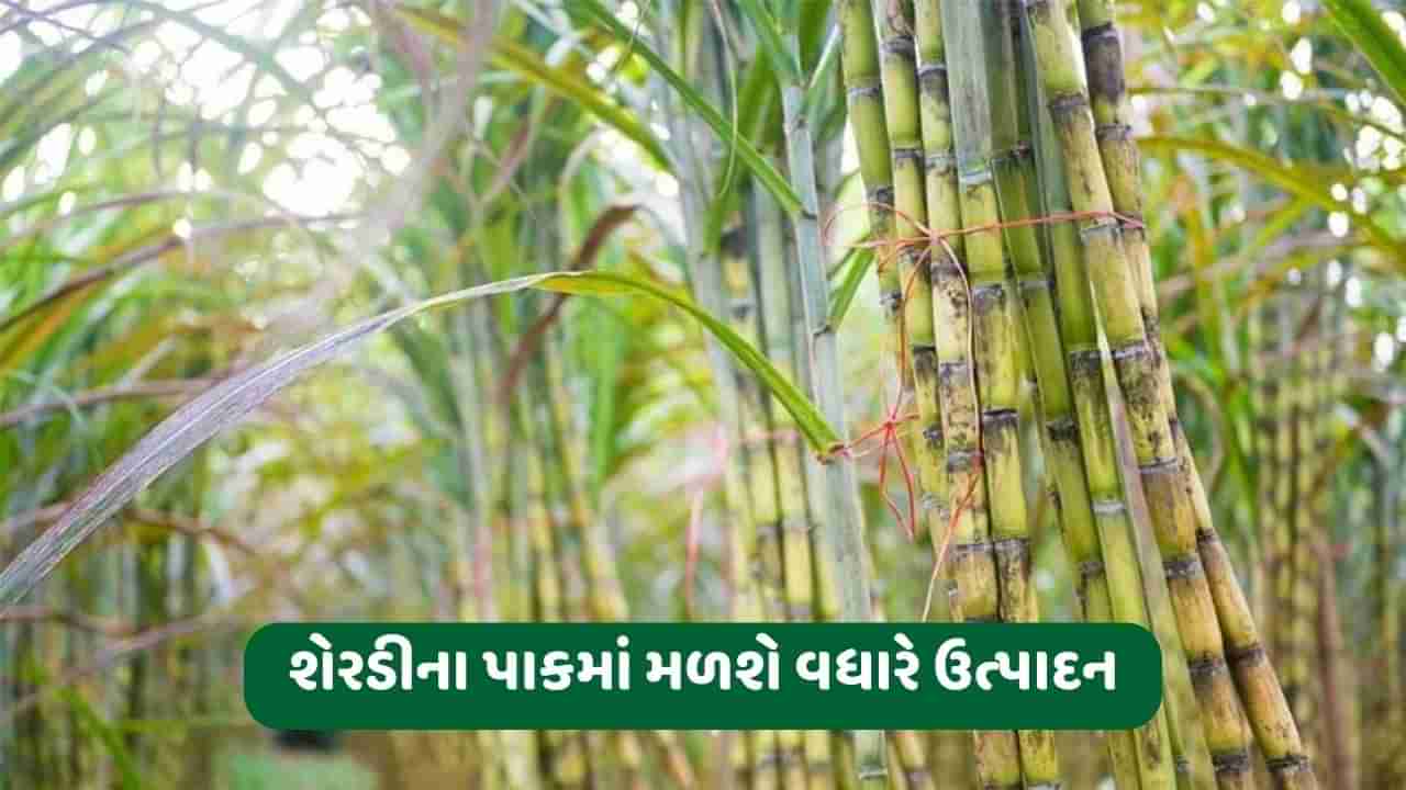 ખેડૂતોએ શેરડી અને ચણાના પાકમાં રોગ-જીવાતના નિયંત્રણની સાથે આ ખેતી કાર્યો કરવા, પાક ઉત્પાદનમાં થશે વધારો