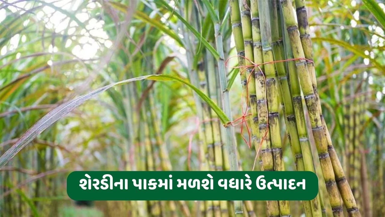 ખેડૂતોએ શેરડી અને જુવારના પાકમાં રોગ-જીવાતના નિયંત્રણની સાથે આ ખેતી કાર્યો કરવા, પાક ઉત્પાદનમાં થશે વધારો