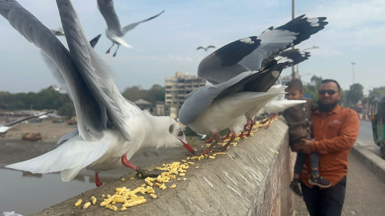 જો કે મહત્વની વાત એ છે કે આ પક્ષીઓ સુરતી ગાંઠીયા ખાવા પડાપડી કરતા જોવા મળે છે.સુરતમાં ઓસ્ટ્રેલિયન પક્ષીઓ સુરતી ગાંઠીયા ખાવા આવે છે. ગાંઠીયા માત્ર સુરતીઓ કે સુરતથી બહારથી આવનાર લોકોને જ નહીં પરંતુ વિદેશથી આવનાર પક્ષીઓને પણ આટલી હદે ગમી ગયા છે કે તેઓ જલના જીવ જંતુ ખાવાના બદલે આ ગાંઠીયા વધારે ખાવાનું પસંદ કરી રહ્યા છે.

