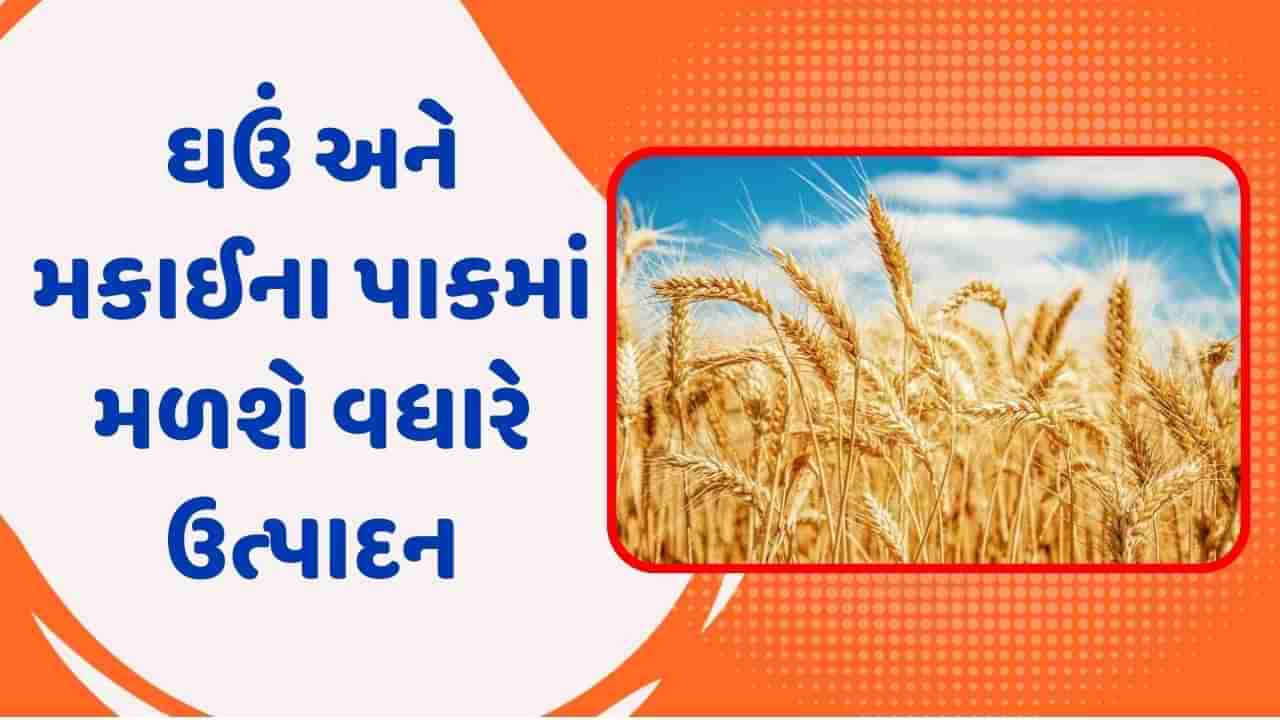 ઘઉં અને મકાઈના પાકમાં વધારે ઉત્પાદન મેળવવા માટે ખેડૂતો રોગ-જીવાત નિયંત્રણની સાથે કરો આ ખેતી કાર્યો