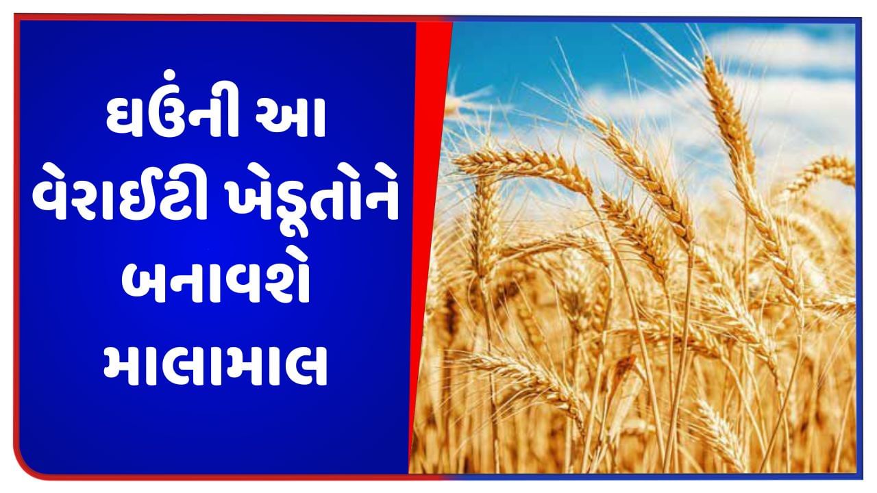 ઘઉંની આ વેરાઈટી ખેડૂતોને બનાવશે માલામાલ, એક ક્વિન્ટલના ભાવ 8000 રૂપિયા