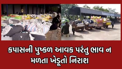 અમરેલી: બાબરા માર્કેટિંગ યાર્ડમાં કપાસની પુષ્કળ આવક, ખેડૂતોને ઓછા ભાવ મળતા નિરાશા- વીડિયો 