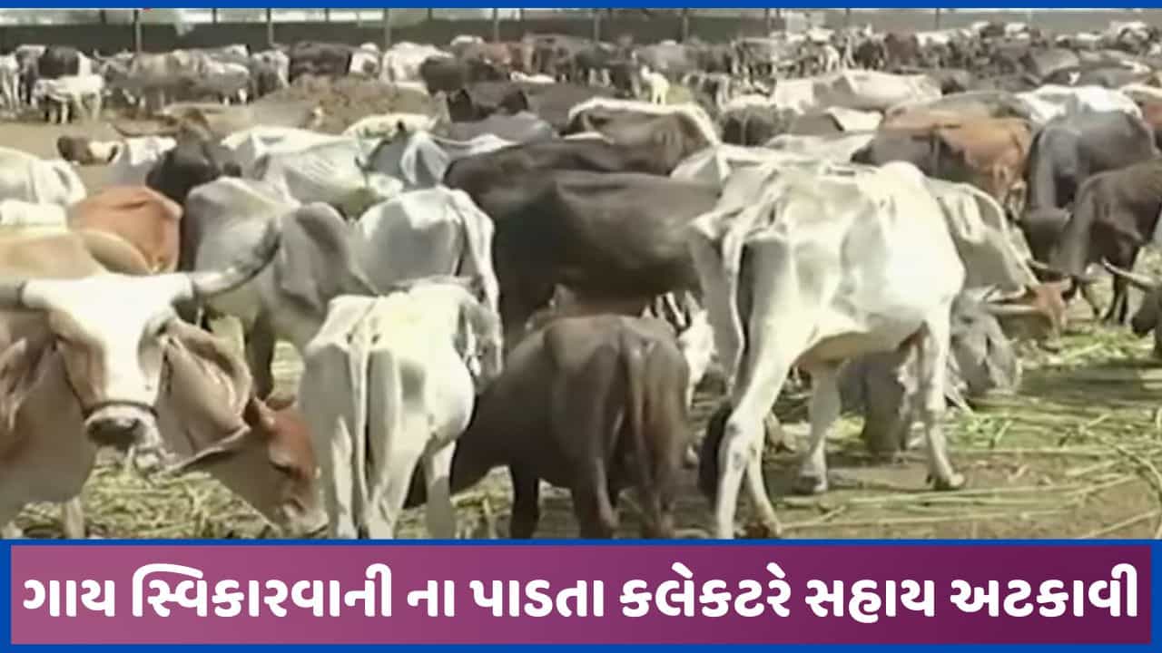 બનાસકાંઠામાં ગાય સ્વિકારવાનો નનૈયો ભણનાર 4 ગૌશાળાઓની સરકારી સહાય અટકાવી દેવાઈ