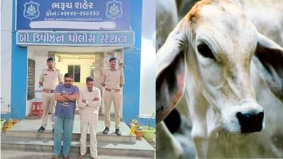 ભરૂચ પોલીસે ગૌવંશના કતલખાના પર દરોડો પાડી કતલ થતી ગાયને જીવિત બચાવી લીધી, 2 ખાટકીઓની ધરપકડ કરાઈ
