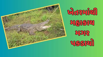 વીડિયો : વડોદરાના શહેરા ગામમાંથી 13 ફૂટ લાંબો વિશાળકાય મગર પકડાયો, જુઓ વીડિયો