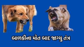 રાજકોટમાં રખડતા શ્વાનના હુમલામાં 4 વર્ષની બાળકીનો ગયો જીવ રાજકોટમાં રખડતા શ્વાનના હુમલામાં 4 વર્ષની બાળકીનો ગયો જીવ