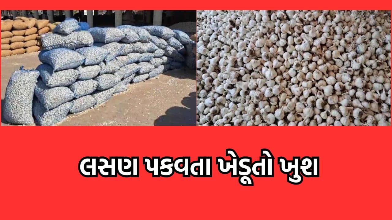 કસ્તુરીએ ભલે રડાવ્યા પરંતુ લસણે ખેડૂતોને કર્યા ખુશ, હાપા માર્કેટિંગ યાર્ડમાં લસણના ભાવ સાંભળી ફાટી રહી જશે તમારી આંખો- જુઓ વીડિયો